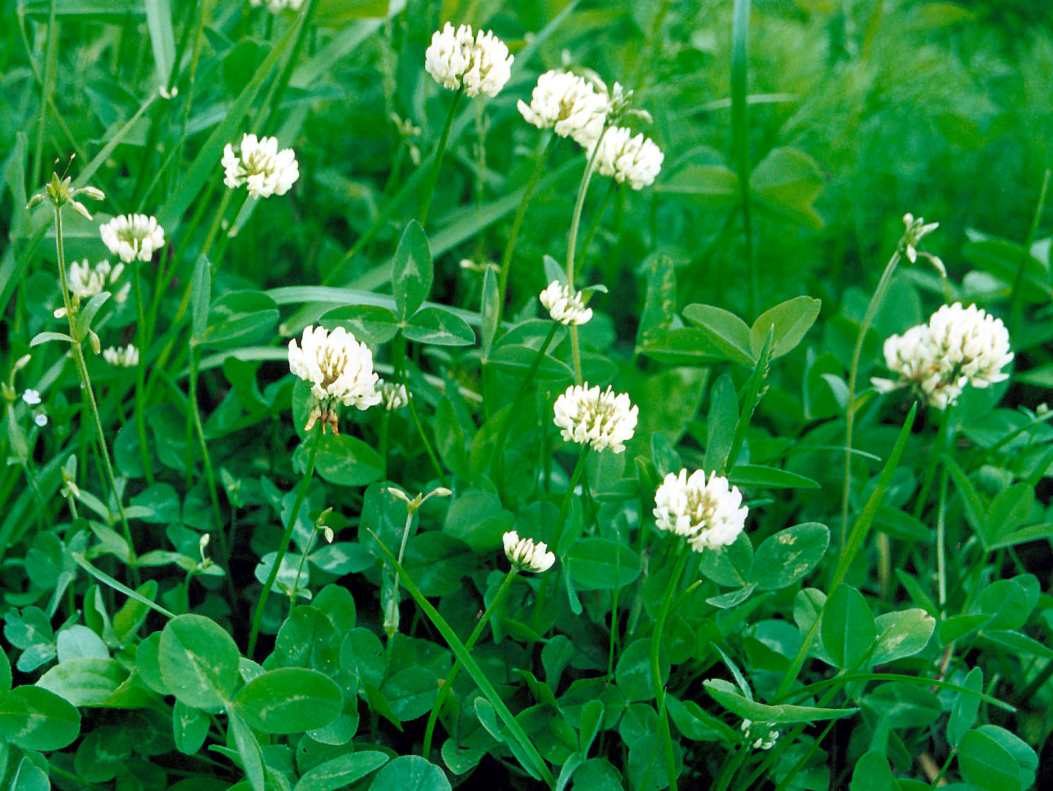  ползучий, клевер белый - Trifolium repens L. | Дикорастущие .