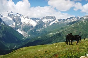 Лошади в горах