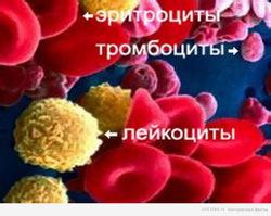 Что движет эритроциты