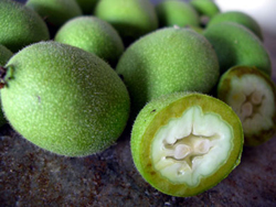 Применение в медицине незрелых и зеленых плодов грецкого ореха