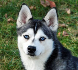 ����������� ��� ���