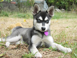 ����������� ��� ���