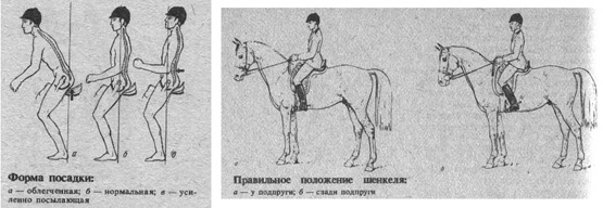 Рысь полевая посадка Рысь полевая посадка