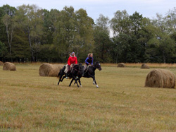 Типичные ошибки при верховой езде