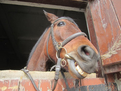 Учим лошадь улыбаться