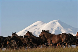 Переходы из одного аллюра в другой (часть 1)
