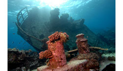 ���-���� �� ����� ����������