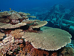 Рэк-дайв на судно «Корморан»