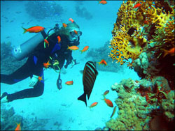 Дайвинг в Хургаде февраль 2002