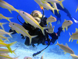 Дайвинг в Хургаде февраль 2002