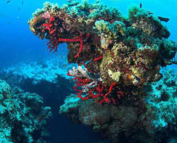 Каньон Голубая дыра в Дахабе