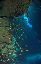 Каньон Голубая дыра в Дахабе