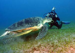 Береговой дайвинг в Египете (Марса Алам)