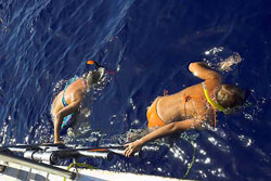 Египетские акулы рифа «Эльфинстоун»