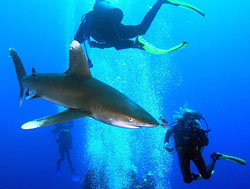 Египетские акулы рифа «Эльфинстоун»