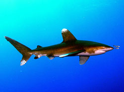 Египетские акулы рифа «Эльфинстоун»