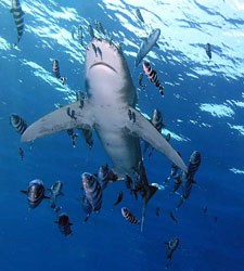 Египетские акулы рифа «Эльфинстоун»