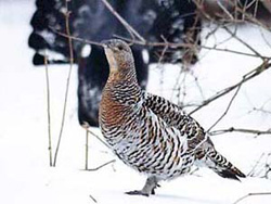 ����� �� �������� �����