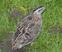 ����������� �����