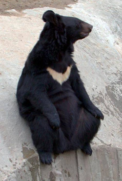 Медведь гималайский, черный