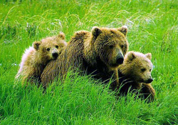 Повадки бурого медведя