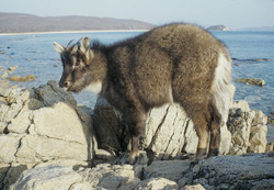 Горал гималайский