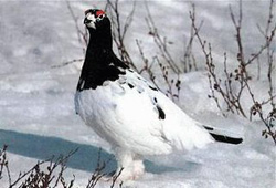 Белая куропатка
