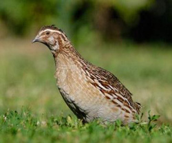 Обыкновенный перепел или перепелка