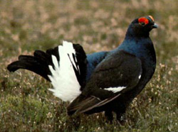 Тетерев