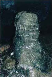   .  2006 .  