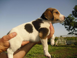 Воспитание щенка гончей