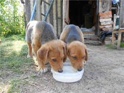 Воспитание щенка гончей