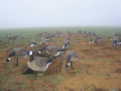 �������� �� ����� ������