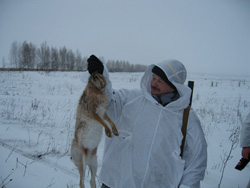 Охота на зайца на засидках