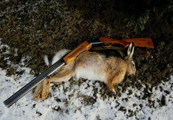 Охота на зайца на засидках