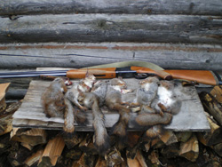 Охота на белку