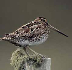 ����� �� ������