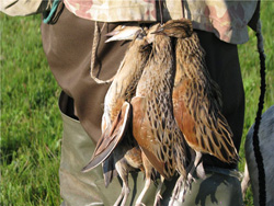 ����� �� ���������