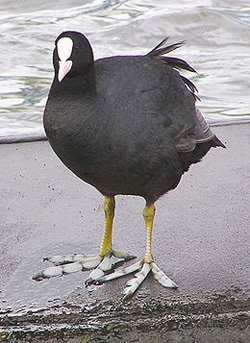 ���������, ������� � ��������