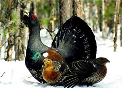 Охота на глухаря