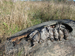 Приемы охоты на рябчиков