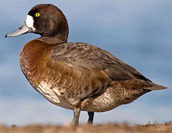 ����� �� ������� �������