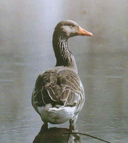 ����� �� ������ ����