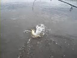 Вываживание щуки