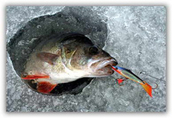 Зимная ловля окуня