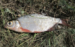 Глазач, клепец
