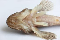 ������� ��� ������������ �����