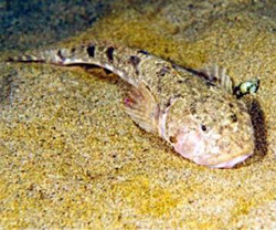 Подкаменщик