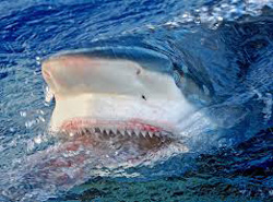 Бычья акула