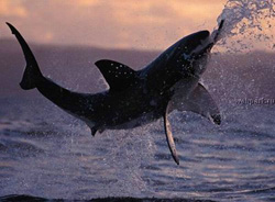 Акула белая